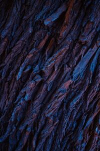 a close up of a tree bark with blue and red colors